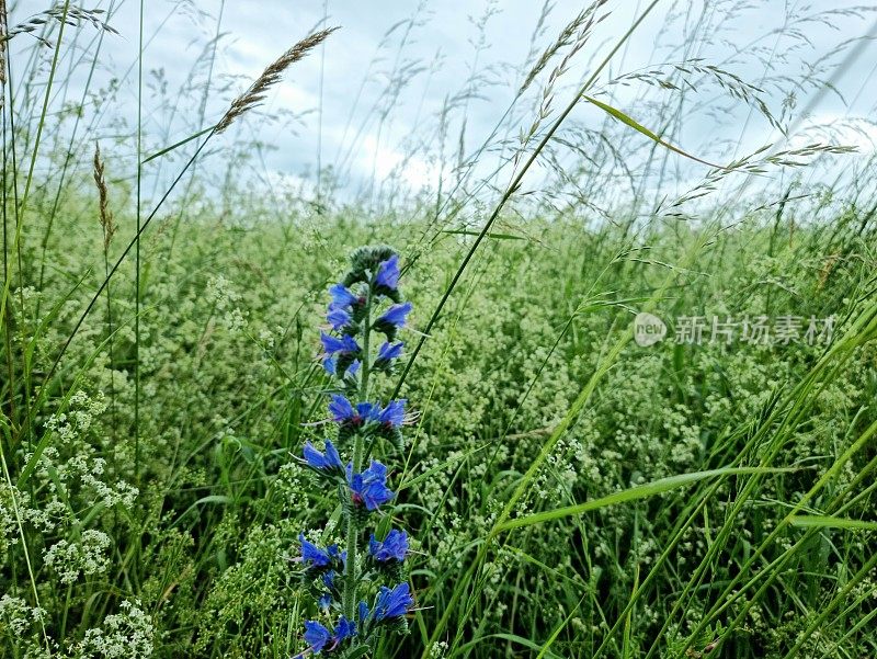 蓝草(Echium vulga)